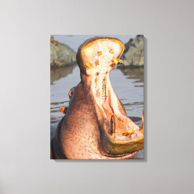 Hippo yawning, Tanzania Canvas Print (Front)
