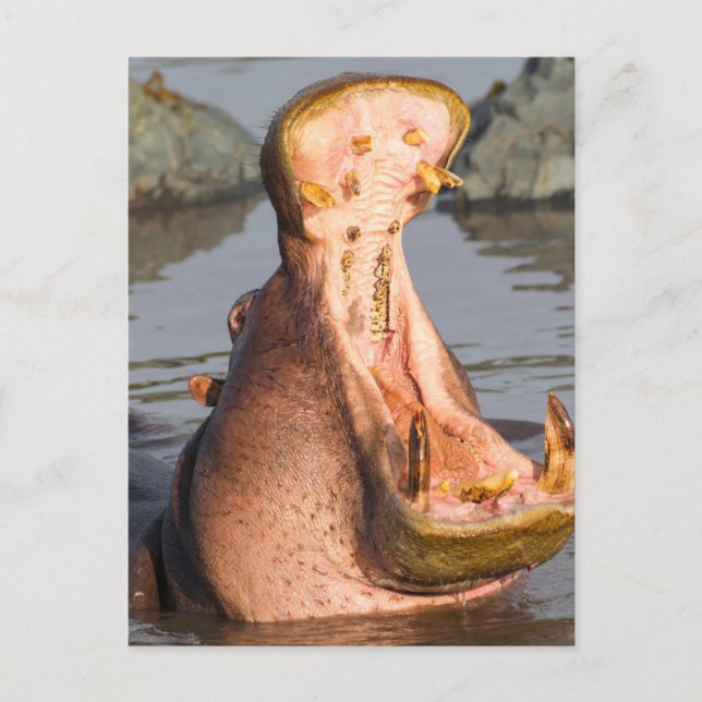 Hippo yawning, Tanzania Postcard (Front)