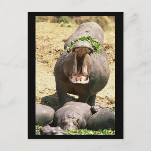 Hippo Yell Postcard
