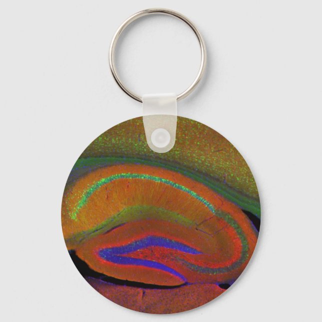 Hippocampal neurons 3 key ring (Front)