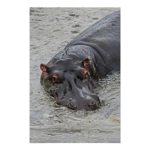Hippoposterus Poster