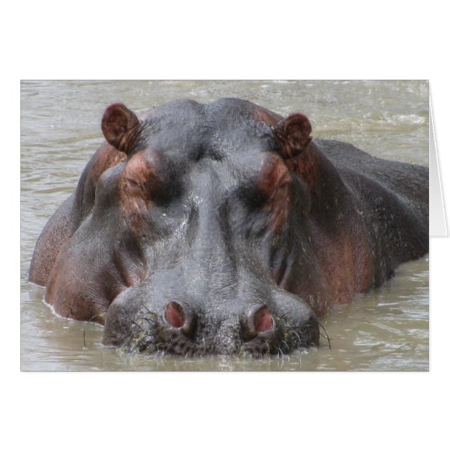 Hippopotamus (Front Horizontal)