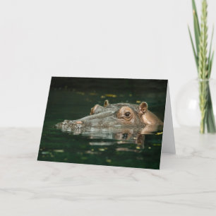 Hippopotamus Card