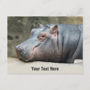 Hippopotamus custom postcard