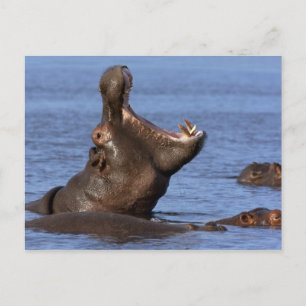 Hippopotamus (Hippopotamus amphibius) in the Postcard