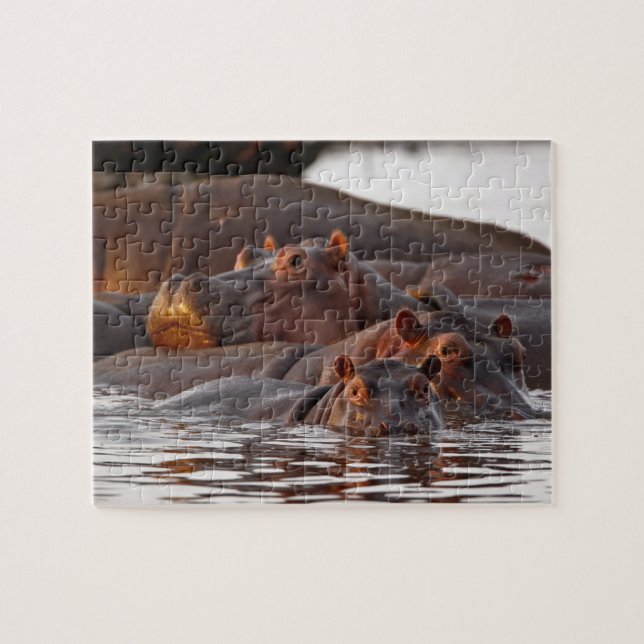 Hippopotamus, Hippopotamus amphibius, Lake Jigsaw Puzzle (Horizontal)