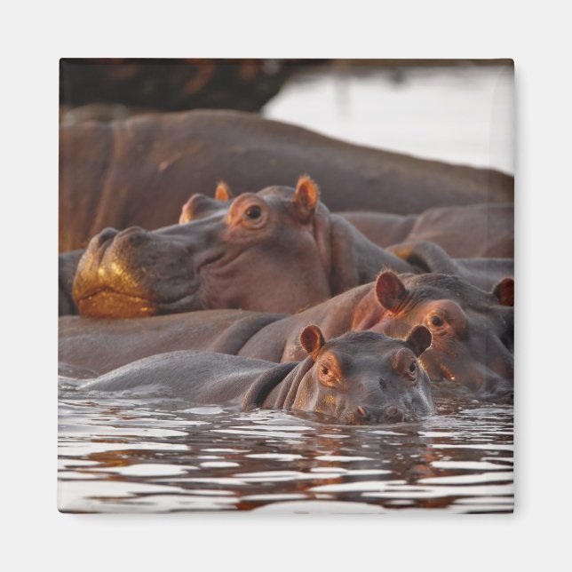 Hippopotamus, Hippopotamus amphibius, Lake Magnet (Front)