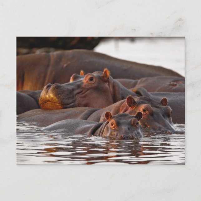 Hippopotamus, Hippopotamus amphibius, Lake Postcard (Front)