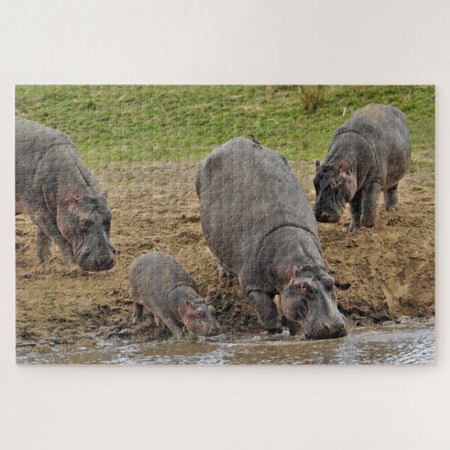 Hippopotamus, Hippopotamus amphibius, Serengeti Jigsaw Puzzle (Horizontal)