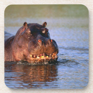 Hippopotamus in River Coaster