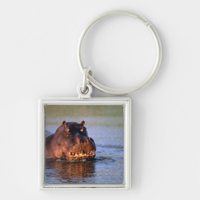 Hippopotamus in River Key Ring (Front)