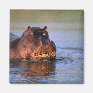 Hippopotamus in River Magnet