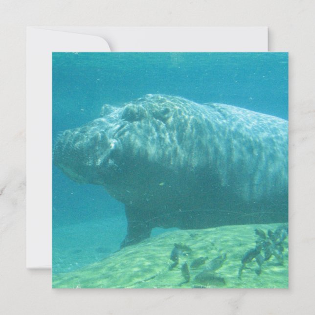 Hippopotamus Invitation (Front)