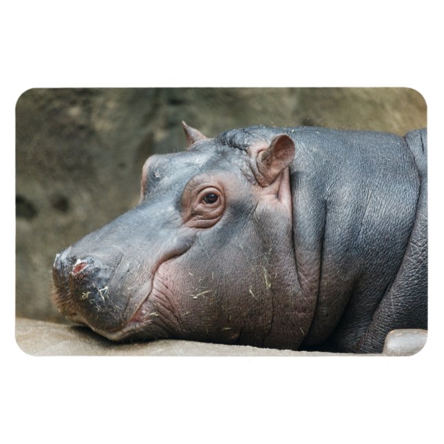 Hippopotamus magnet (Horizontal)