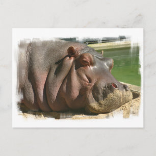 Hippopotamus Postcard