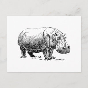 Hippopotamus Postcard