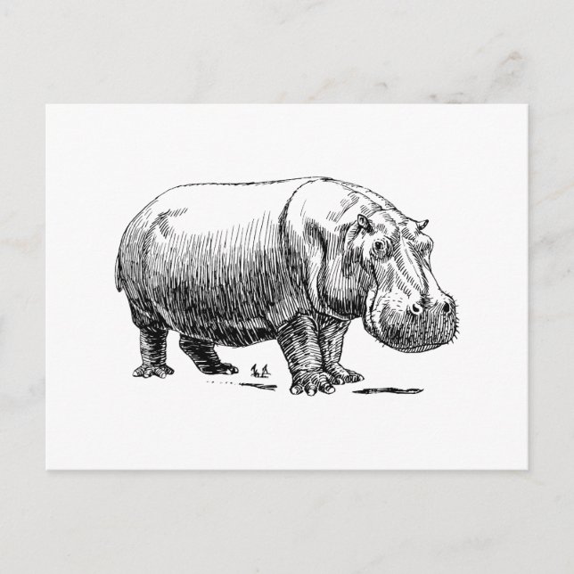 Hippopotamus Postcard (Front)