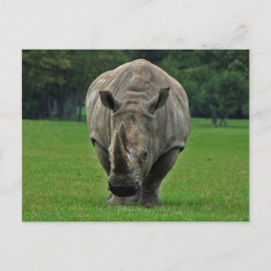 Hippopotamus postcard
