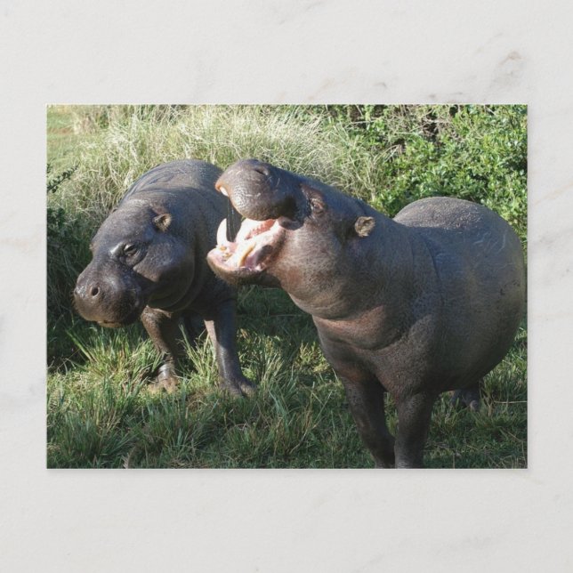 Hippopotamus Postcard (Front)
