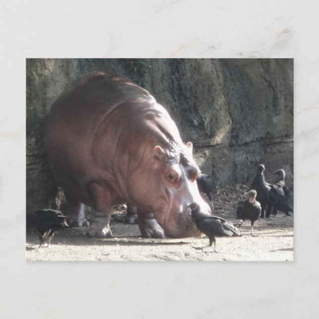 Hippopotamus Postcard (Front)