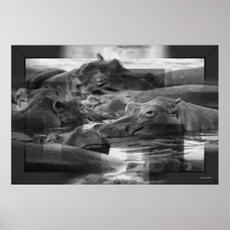 Hippopotamus Print