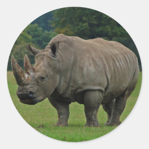 Hippopotamus stickers