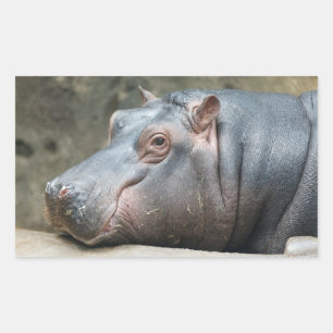 Hippopotamus stickers