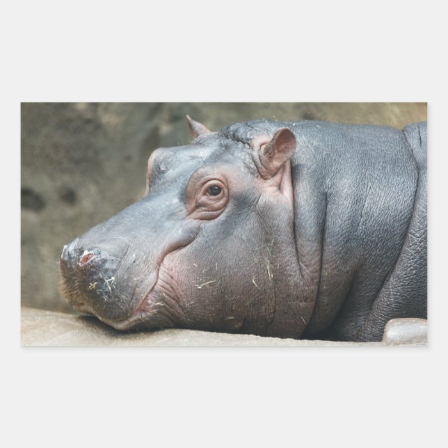 Hippopotamus stickers (Front)