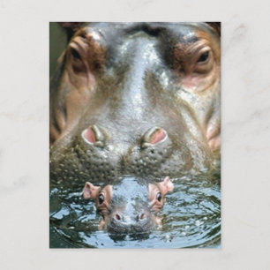 Hippopotamuses and Baby Postcard
