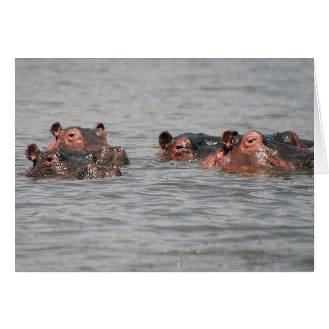 Hippos (Front Horizontal)