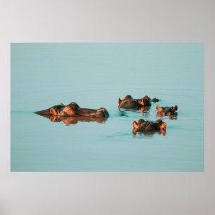 HIPPOS COOLING OFF IN THE DAM POSTER