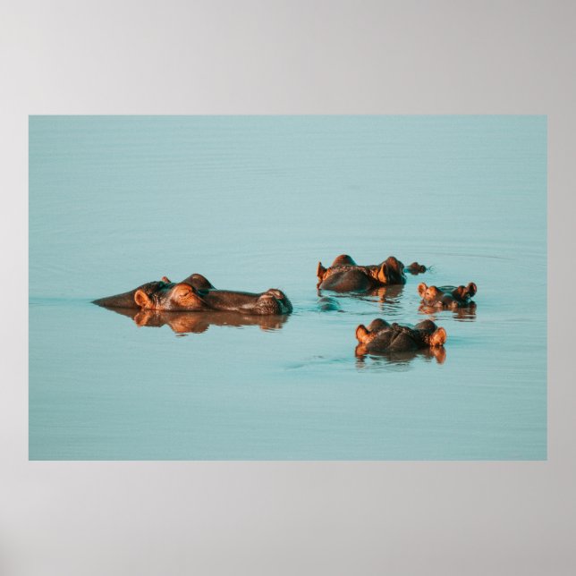 HIPPOS COOLING OFF IN THE DAM POSTER (Front)