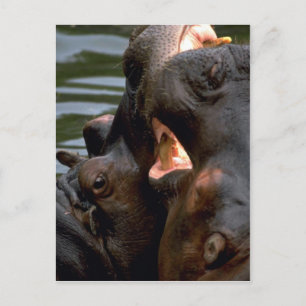 Hippos Fighting, Closeup Postcard