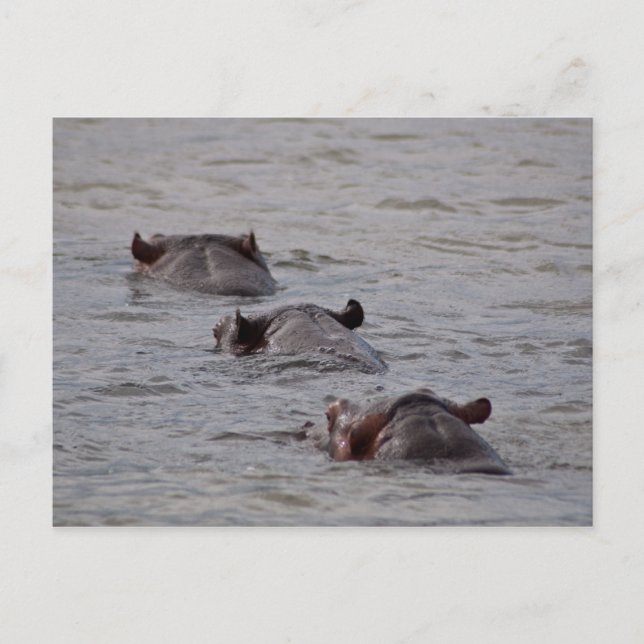 Hippos Go For a Swim Postcard (Front)