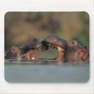 Hippos (Hippopotamus Amphibius) Wrestling Mouse Mat