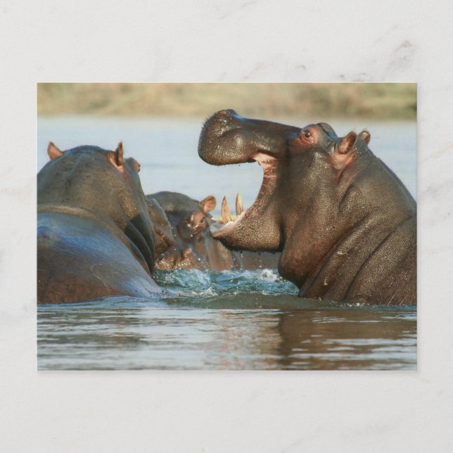 Hippos in Water Postcard (Front)