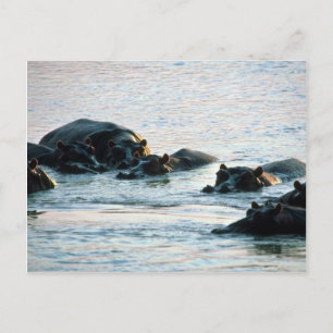 Hippos - Pod Relaxed In River At Twilight Postcard