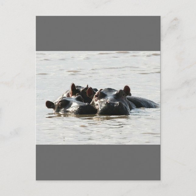 Hippos Postcard (Front)