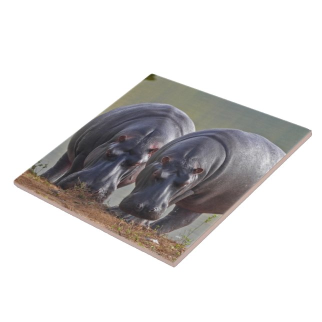 Hippos Tile (Side)
