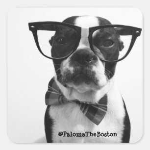 Hipster Boston Terrier with Glasses Stickers