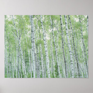 Hiraniwa Highland Poster