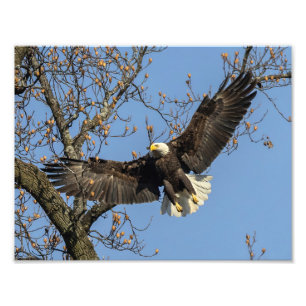 His Big Entrance Photo Print