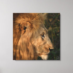 His Majesty African Lion Wrapped Canvas Print