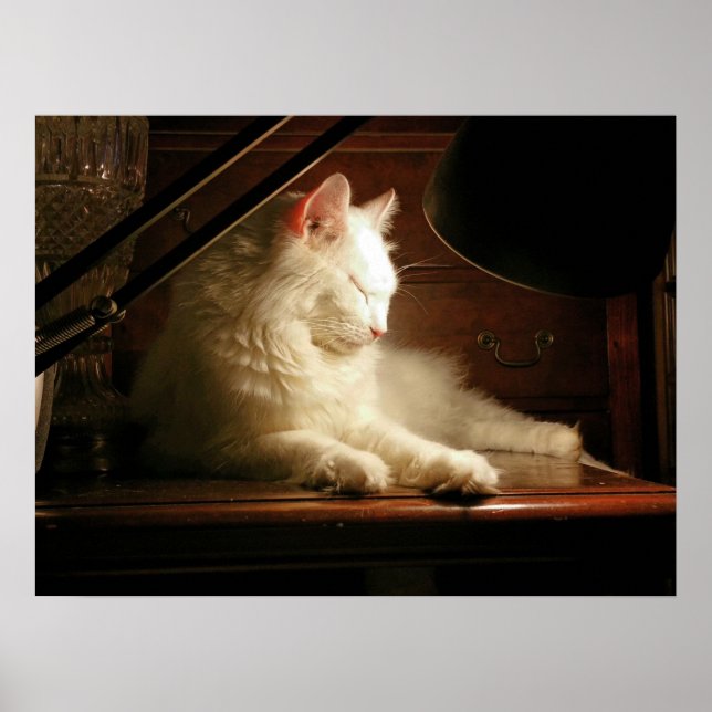 His Majesty Matisse the White Cat Poster (Front)