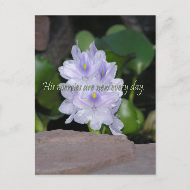 His Mercies Postcard (Front)