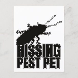 Hissing Cockroaches Cockroach Roach Hisser Postcard