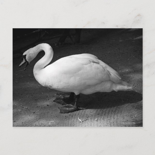 HiSSs Postcard (Front)