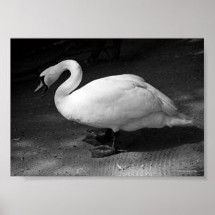 HiSSs Poster