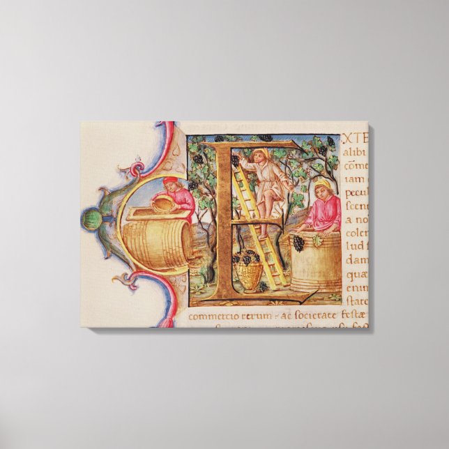 Historiated initial 'E' depicting grape picking Canvas Print (Front)