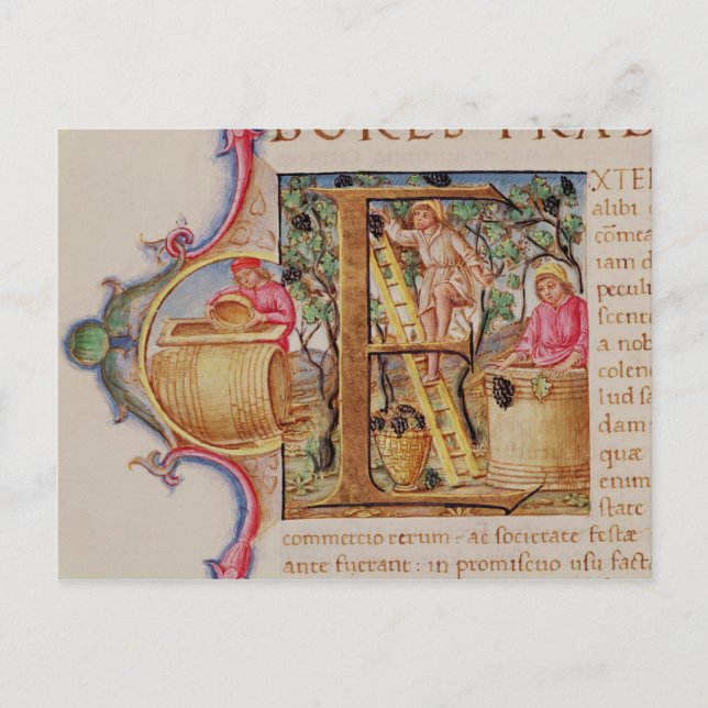 Historiated initial 'E' depicting grape picking Postcard (Front)